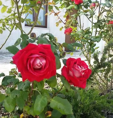 Ξενοδοχείο με διαμερίσματα Masseria Santa Lucia Ματέρα